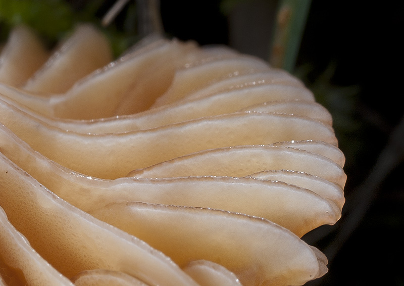 Hygrocybe laeta